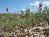 Astragalus kronenburgii. Цветущее растение. Казахстан, Джамбулская обл., подножья Таласского Алатау у левого борта каньона Коксай, ≈ 1900 м н.у.м., предгорная степь на мелкоземах. 7 июня 2019 г.