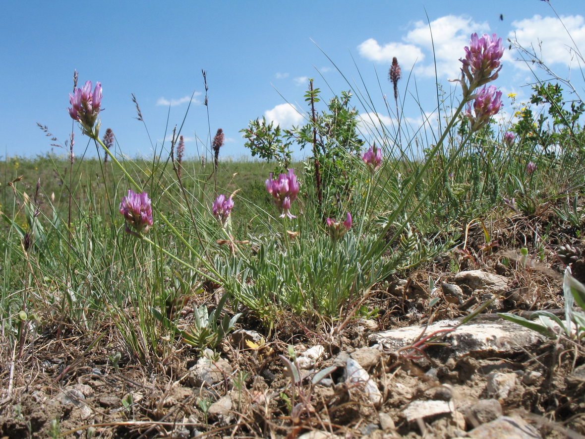 Изображение особи Astragalus kronenburgii.