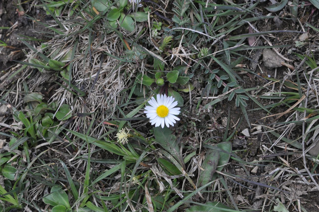 Image of genus Bellis specimen.