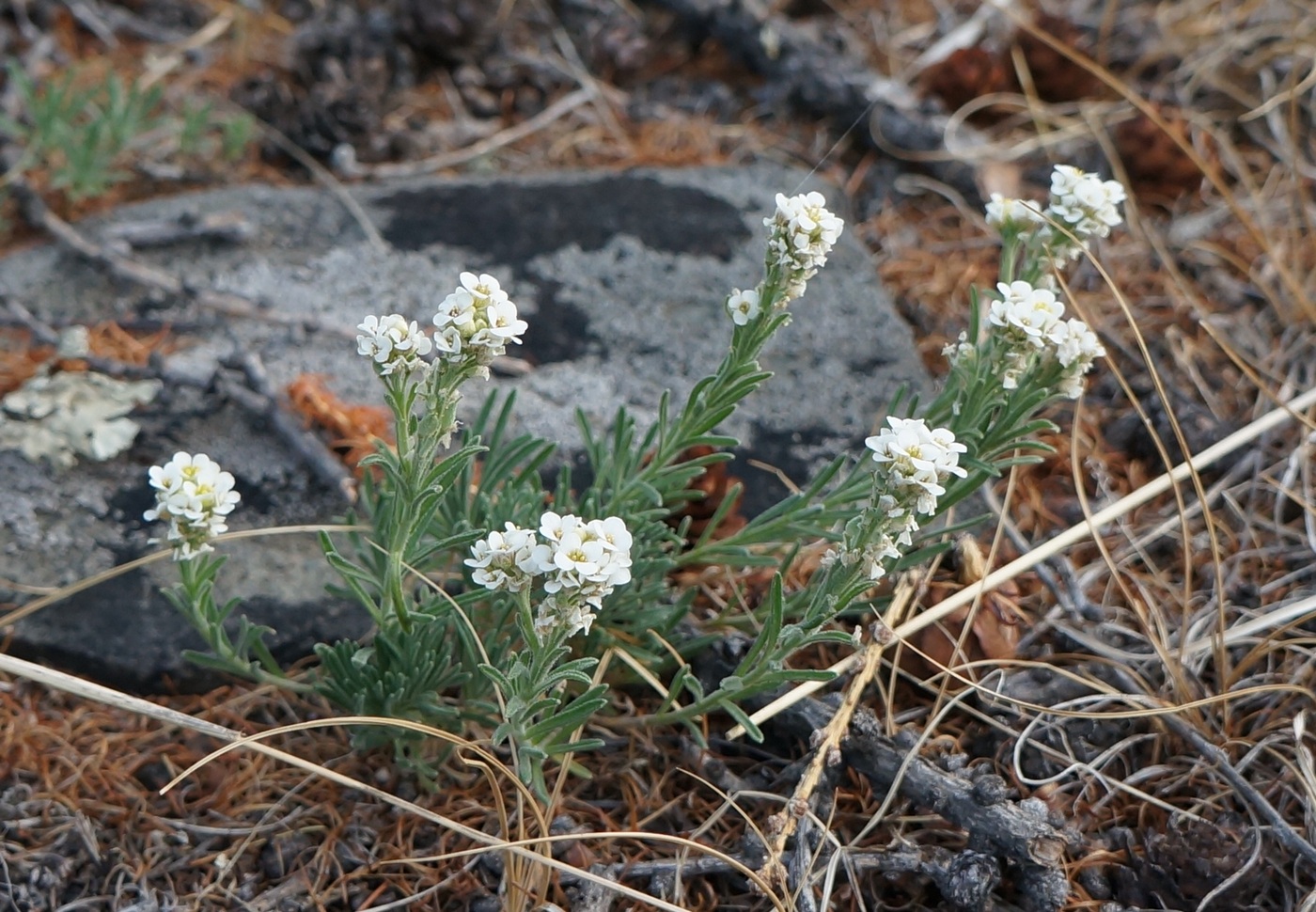 Изображение особи Ptilotrichum tenuifolium.