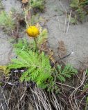 Tanacetum bipinnatum