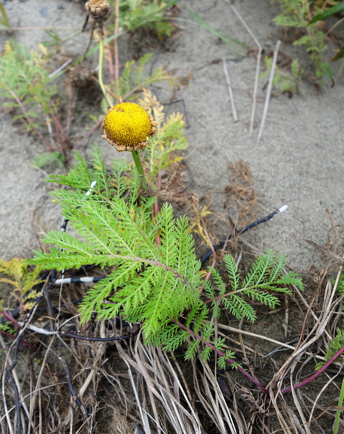 Image of Tanacetum bipinnatum specimen.