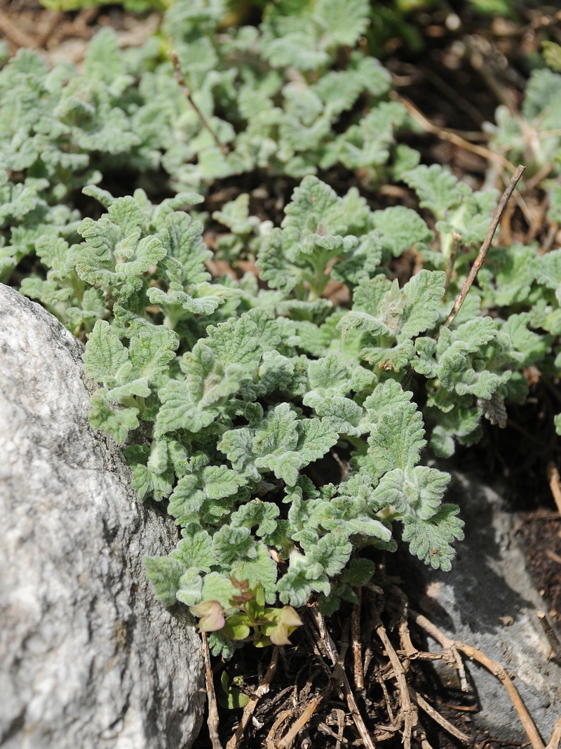 Image of genus Scutellaria specimen.