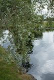 Salix alba. Ветвь взрослого дерева. Финляндия, г. Савонлинна, берег оз. Пихлаявеси, парк. 13.07.2019.