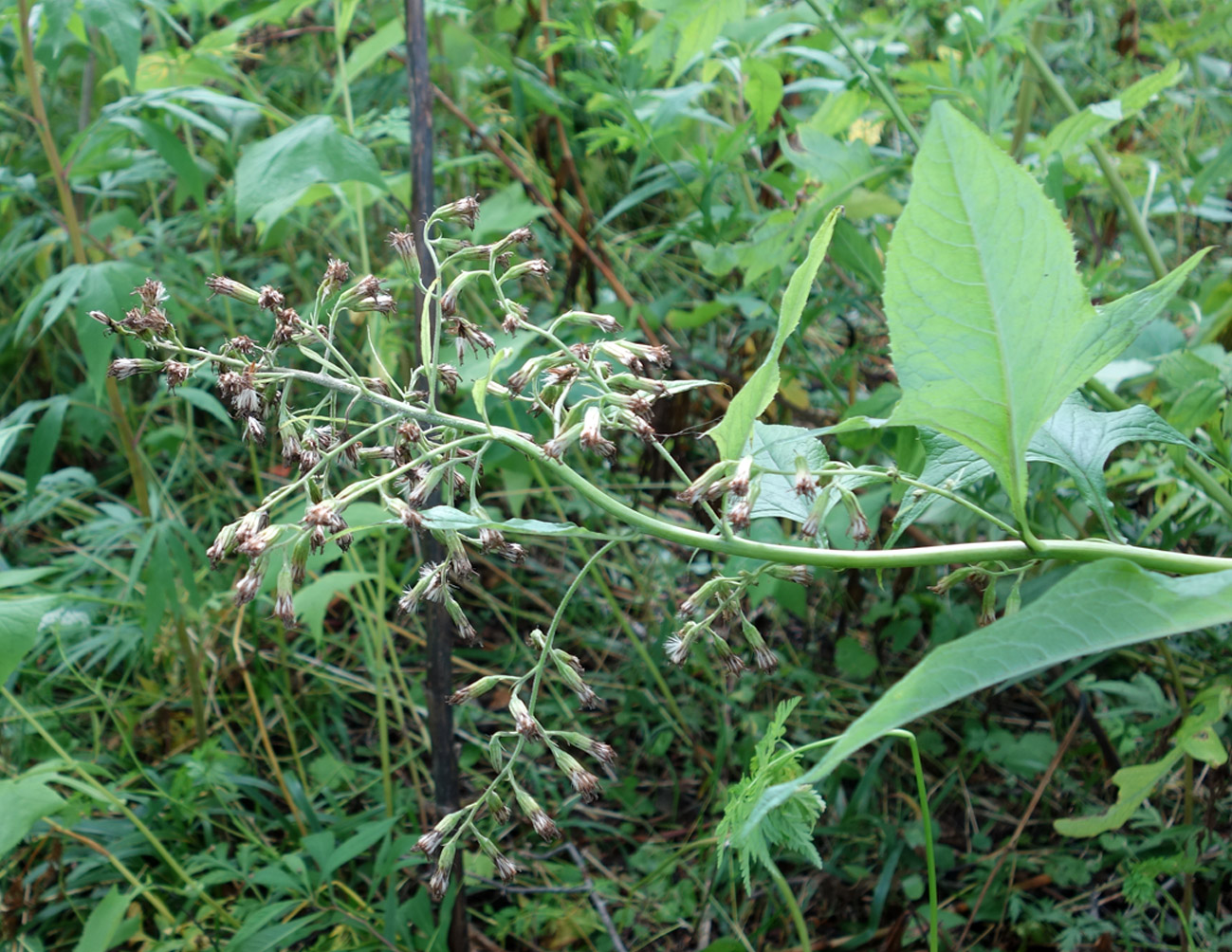 Изображение особи Parasenecio hastatus ssp. orientalis.