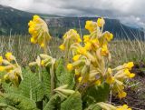 Primula macrocalyx. Верхушка цветущего растения. Адыгея, Кавказский биосферный заповедник, гора Гузерипль, ≈ 2100 м н.у.м., альпийский луг. 12.06.2016.