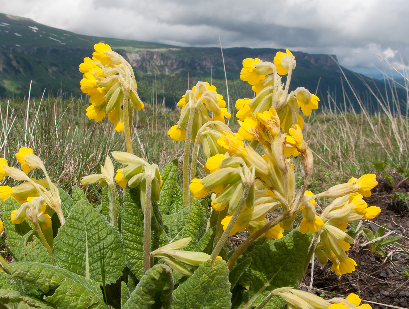 Image of Primula macrocalyx specimen.