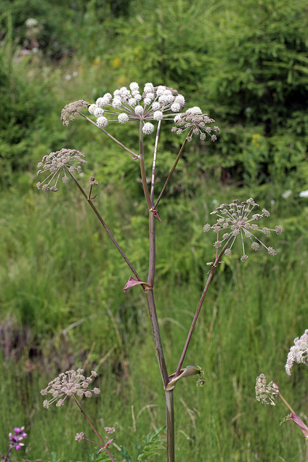 Image of Angelica sylvestris specimen.