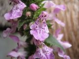 Stachys palustris