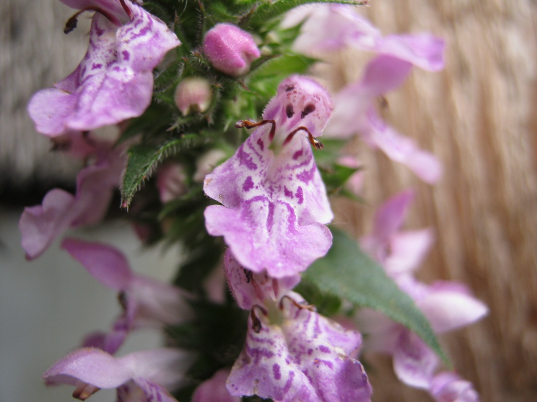 Изображение особи Stachys palustris.