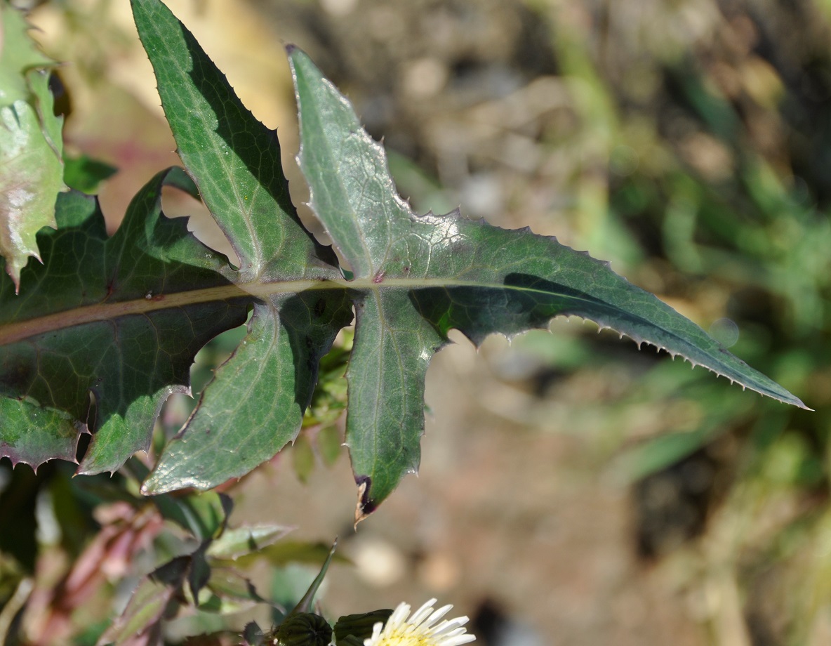 Изображение особи Sonchus oleraceus.