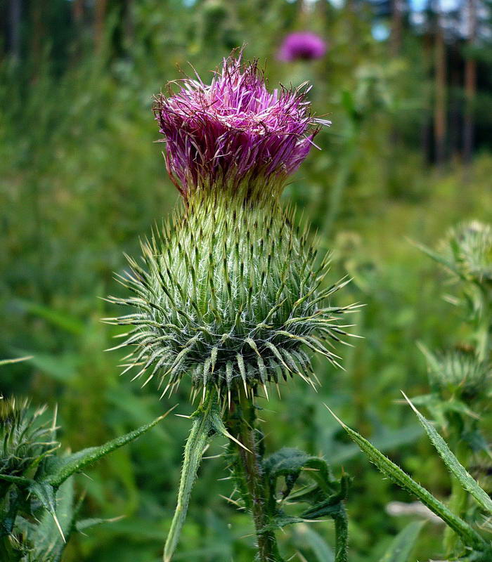 Image of Cirsium vulgare specimen.