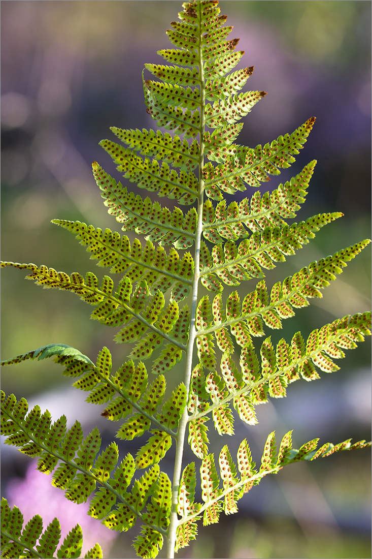 Image of Dryopteris carthusiana specimen.