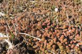 Sedum sexangulare
