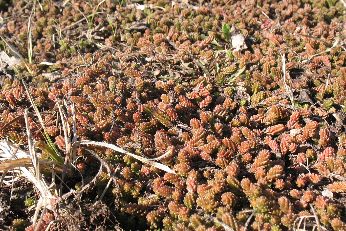 Image of Sedum sexangulare specimen.