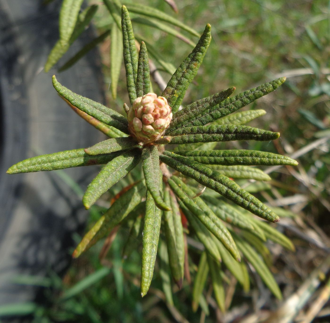 Image of Ledum palustre specimen.