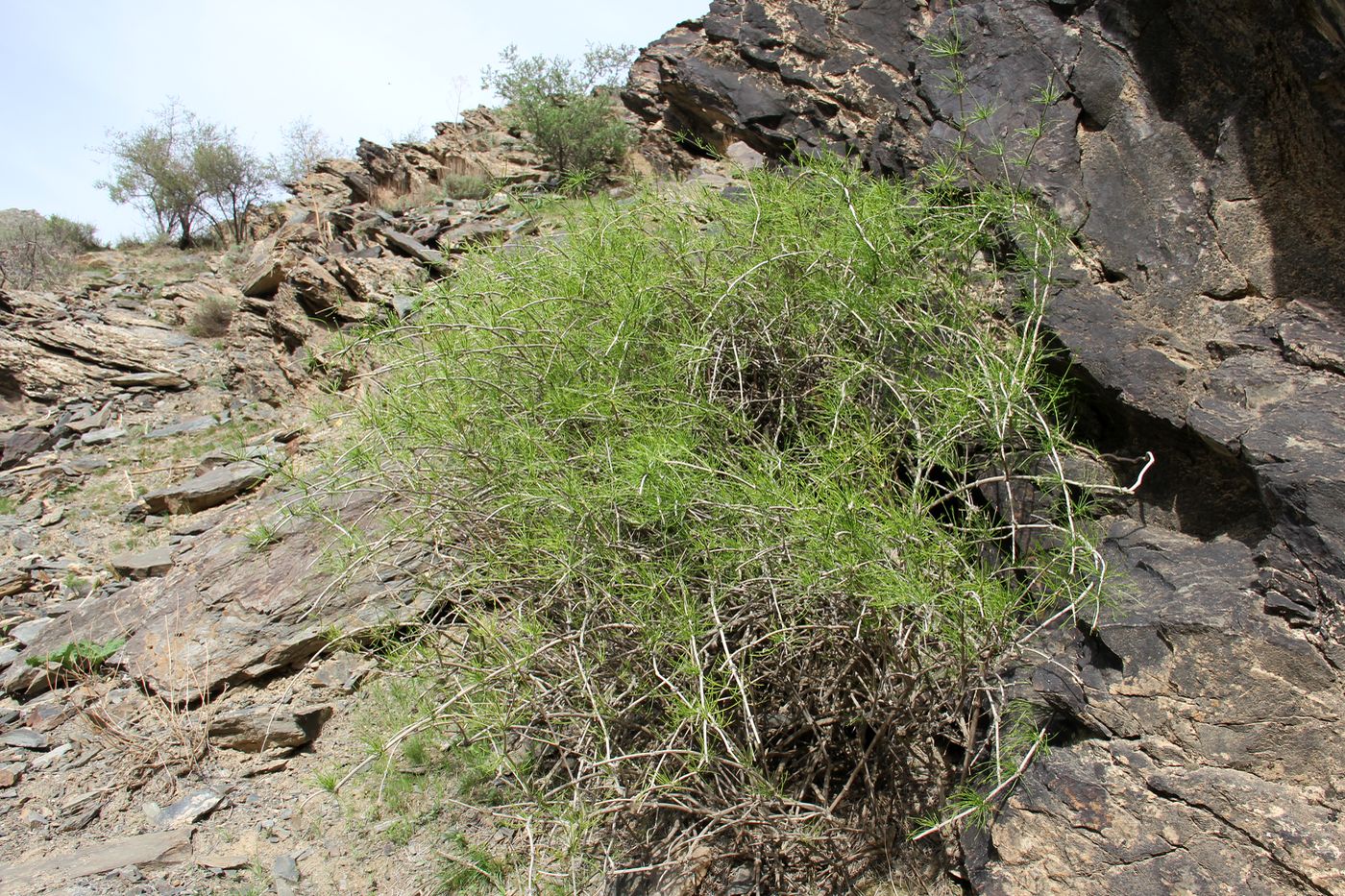 Image of Ephedra kokanica specimen.