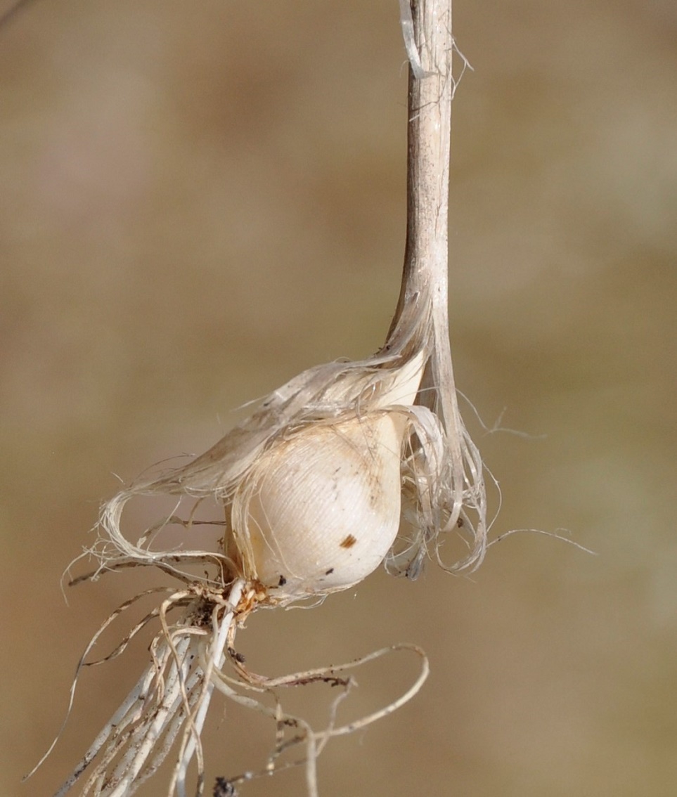 Image of Allium junceum specimen.
