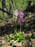 Orchis mascula