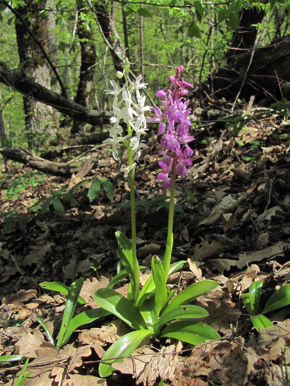 Изображение особи Orchis mascula.