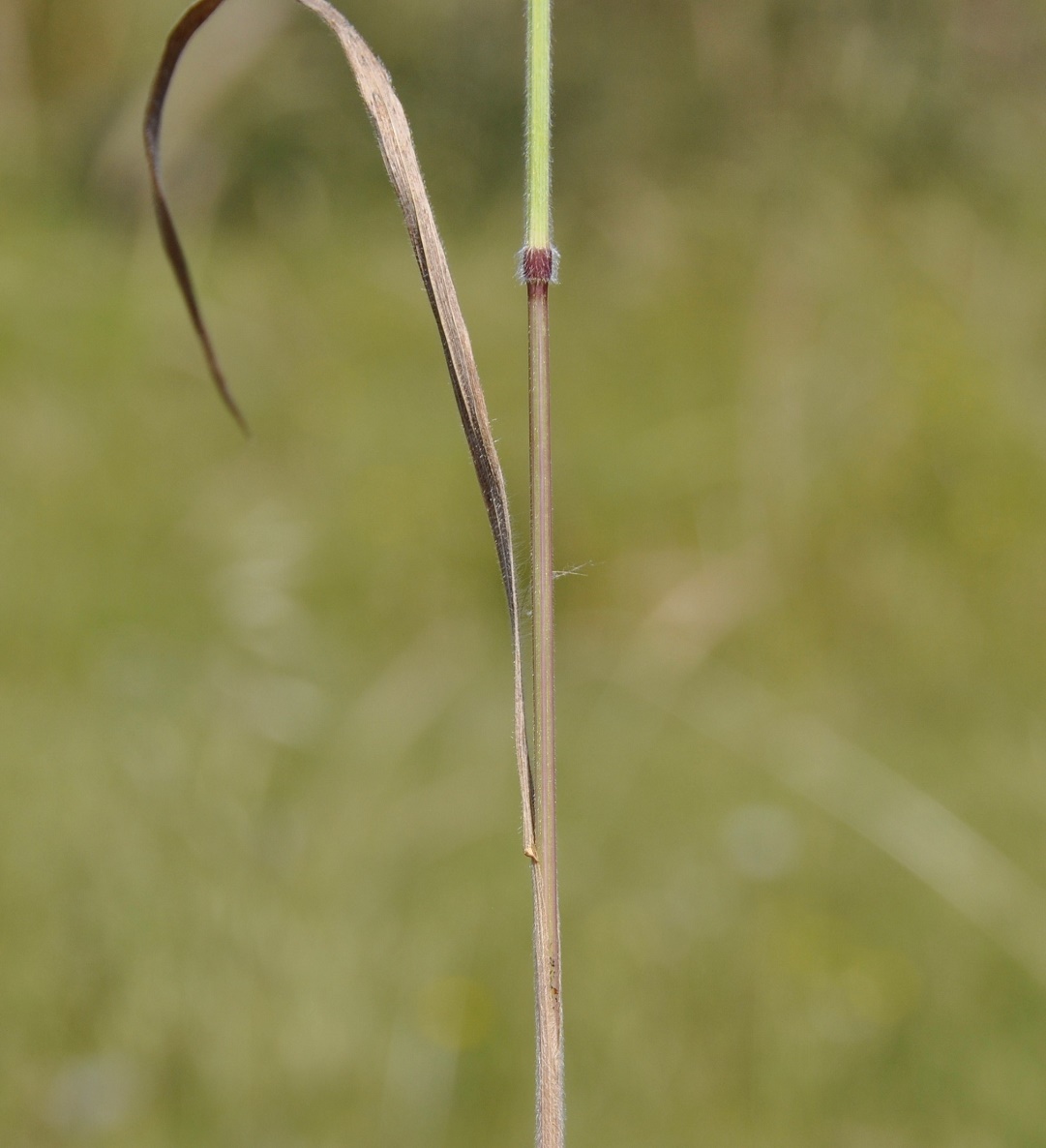 Image of genus Bromus specimen.