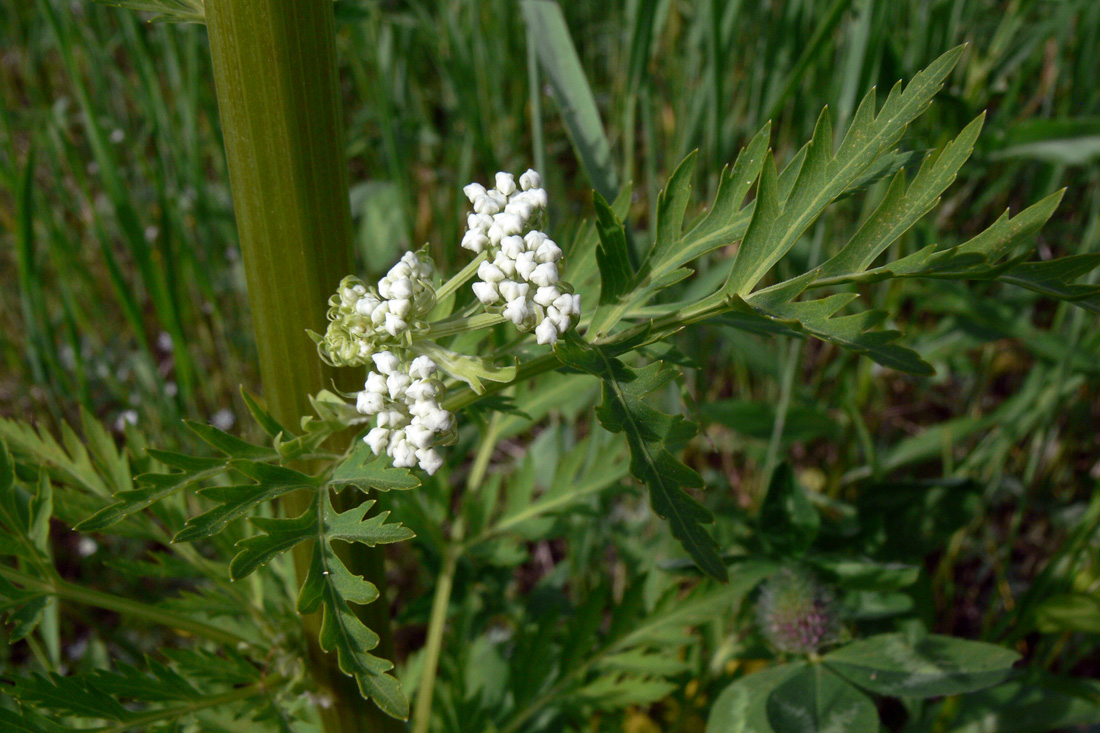 Изображение особи Pleurospermum uralense.