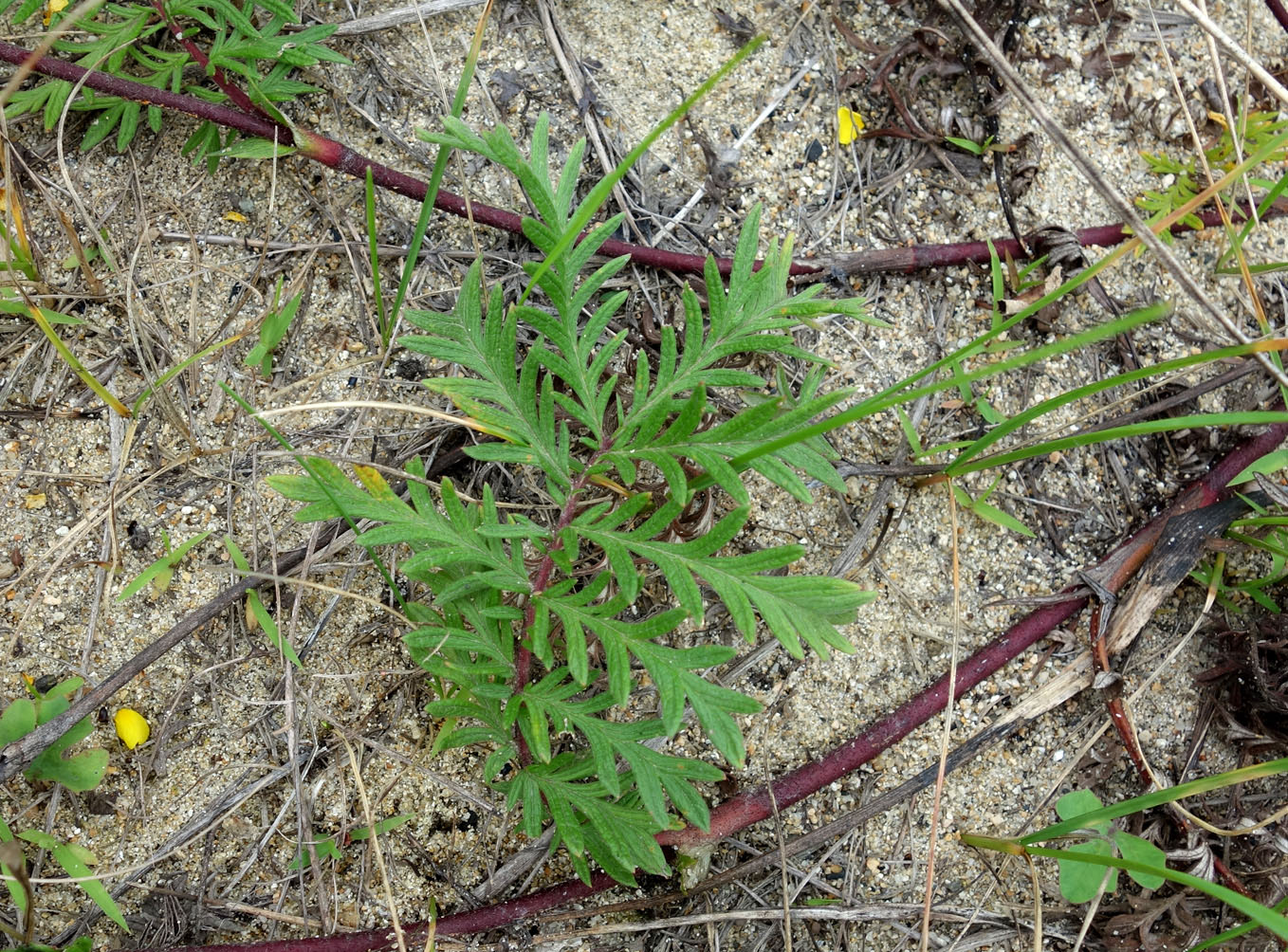 Изображение особи Potentilla chinensis.