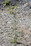 Sisymbrium altissimum. Цветущее растение. Санкт-Петербург, Приморский р-н, окр. просп. Испытателей и Гаккелевской ул., у края участка со стройматериалом. 29.05.2020.