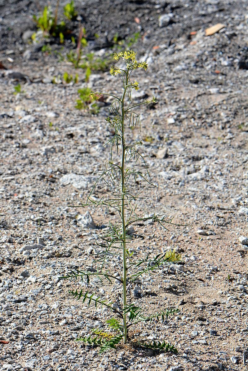 Image of Sisymbrium altissimum specimen.