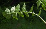 Sisymbrium officinale