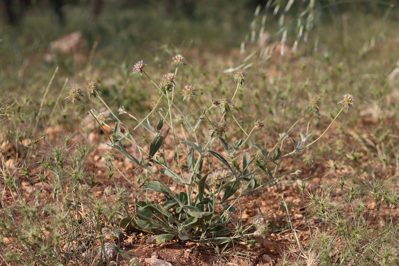 Изображение особи Lomelosia brachiata.