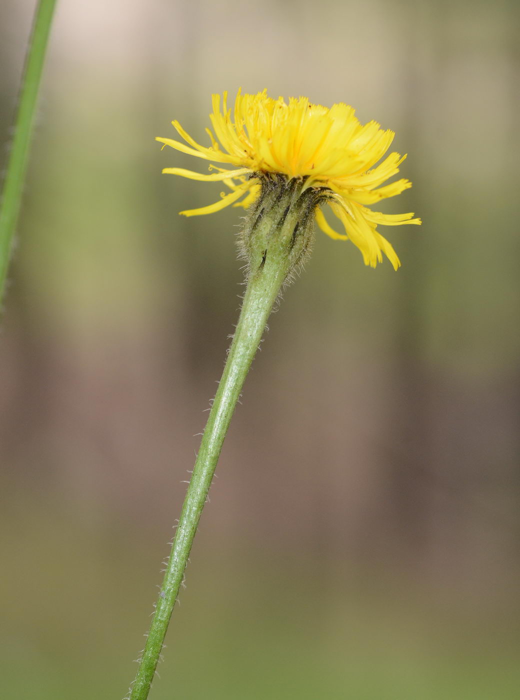 Image of Trommsdorffia maculata specimen.