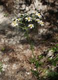 Pyrethrum corymbosum. Верхушка цветущего растения. Крым, Бахчисарайский р-н, Качинский каньон, окр. с. Баштановка, долина р. Кача, обочина дороги в сосновом лесу. 28.06.2020.