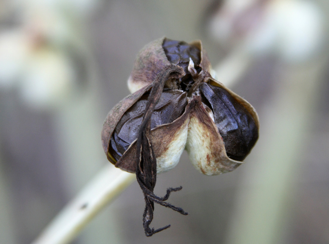 Image of Ungernia tadshikorum specimen.