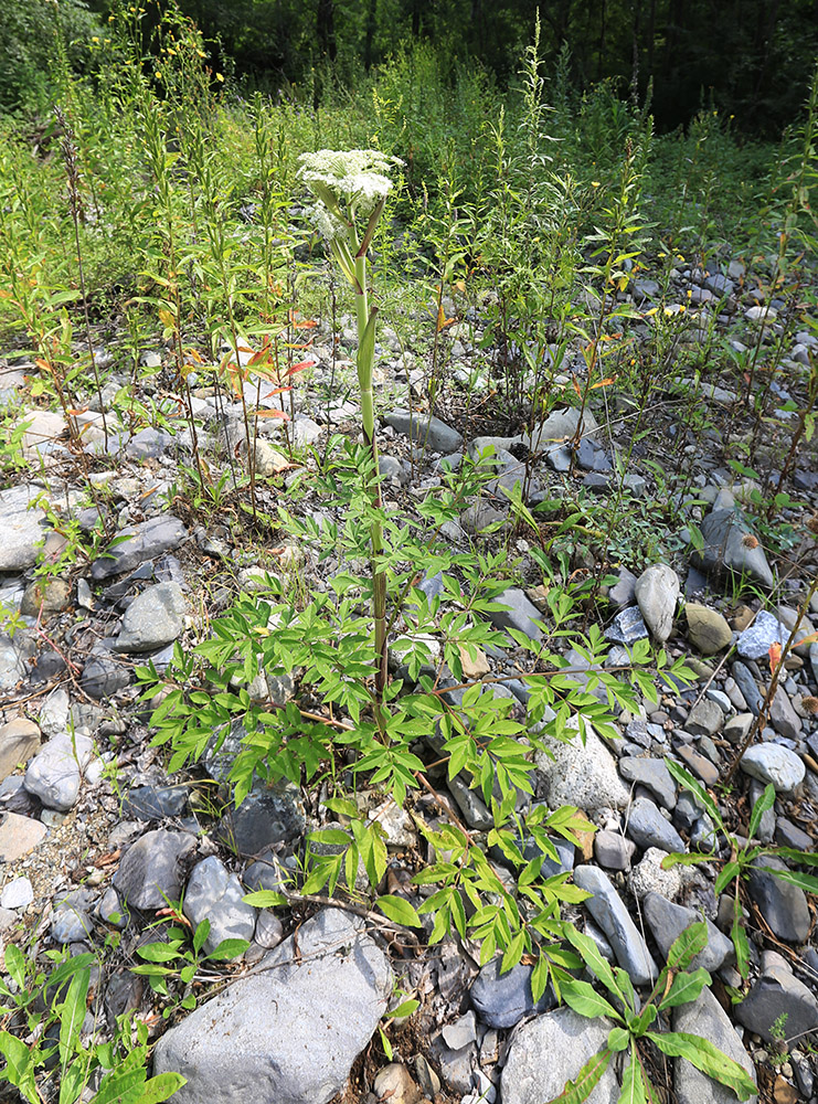 Image of Angelica anomala specimen.