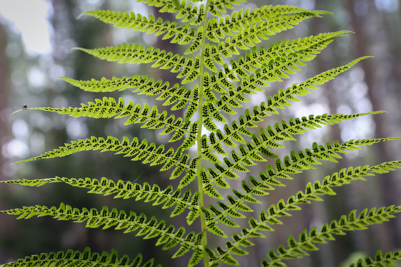 Изображение особи Athyrium filix-femina.