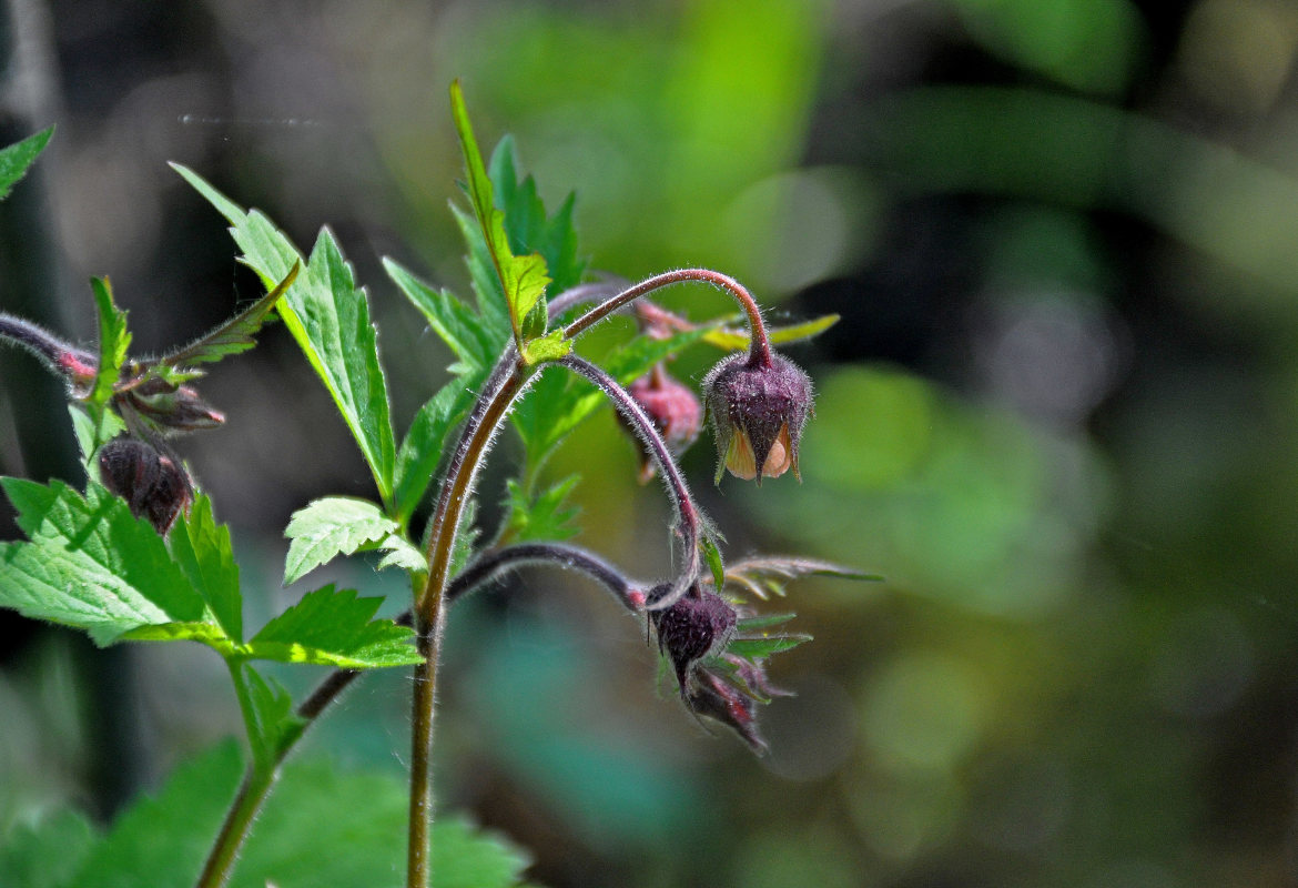 Image of Geum rivale specimen.