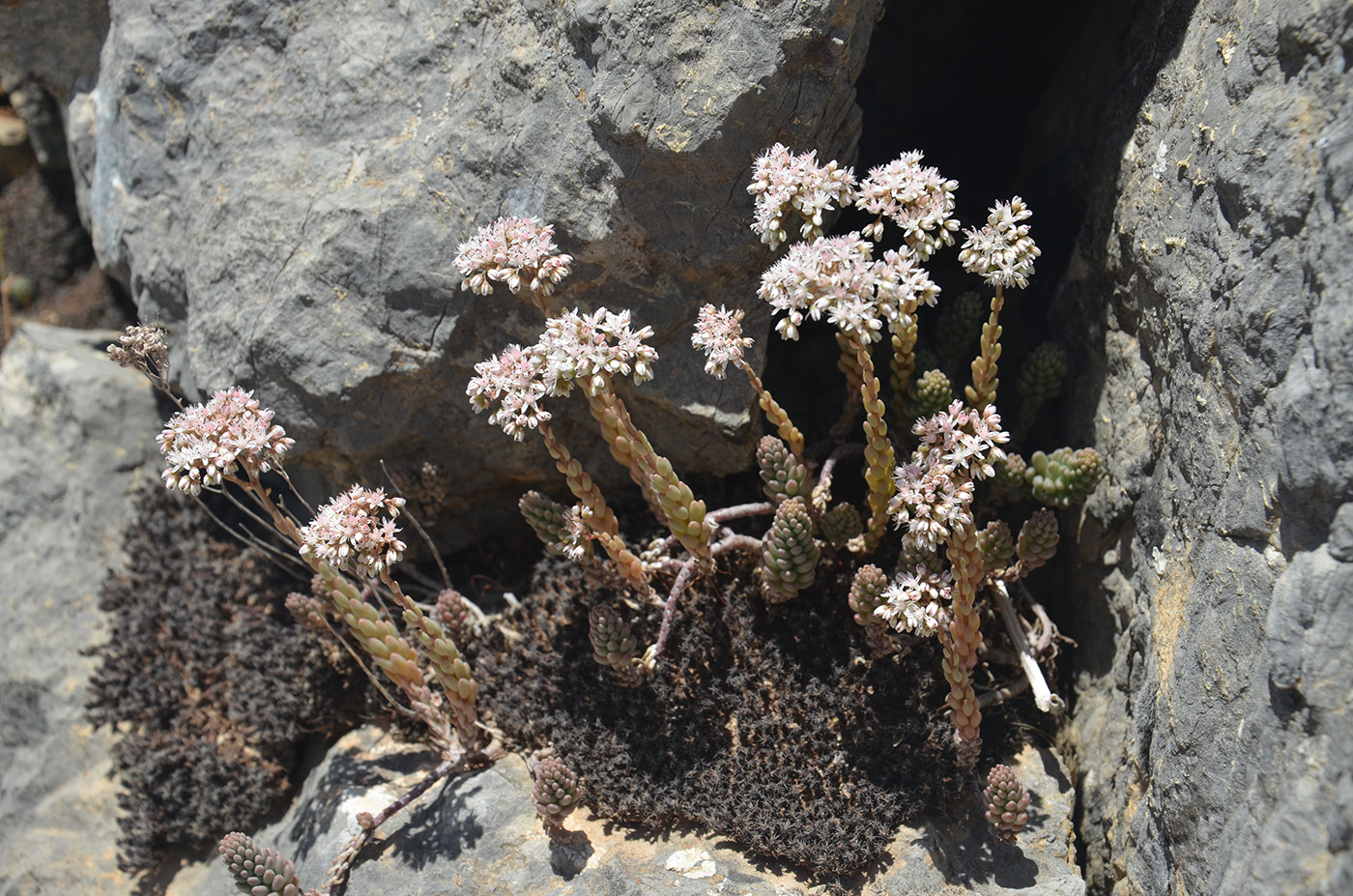 Изображение особи род Sedum.