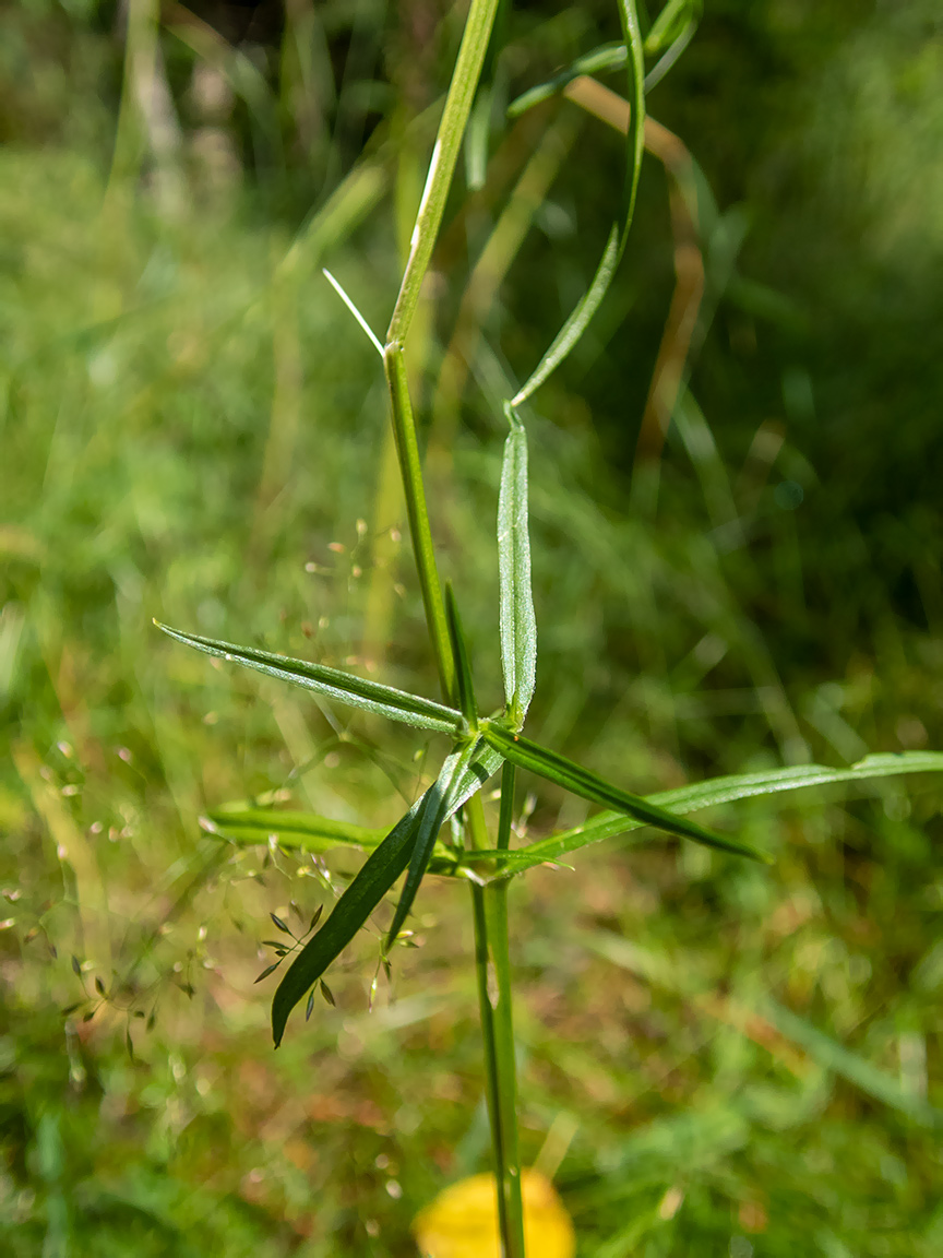 Image of Stellaria graminea specimen.