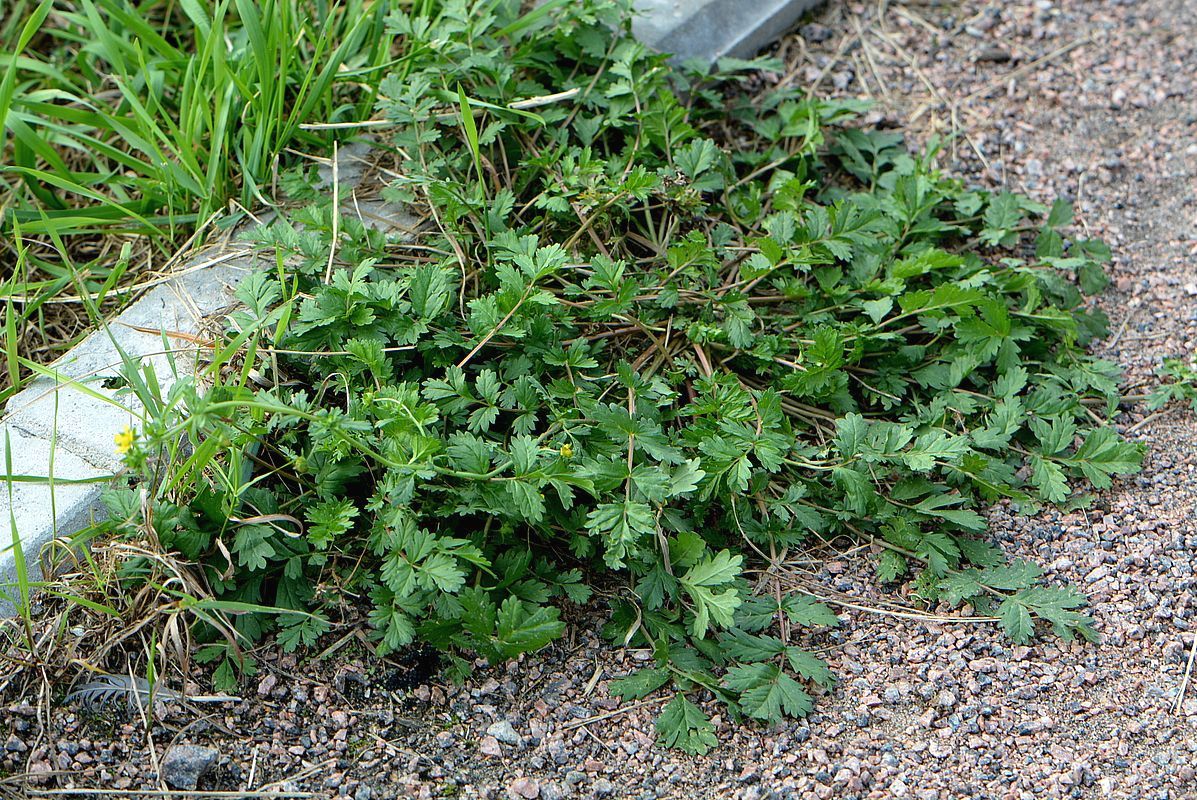 Image of Potentilla supina specimen.