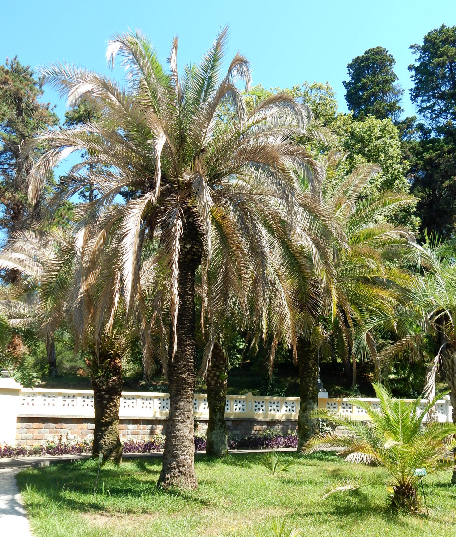 Image of Phoenix canariensis specimen.