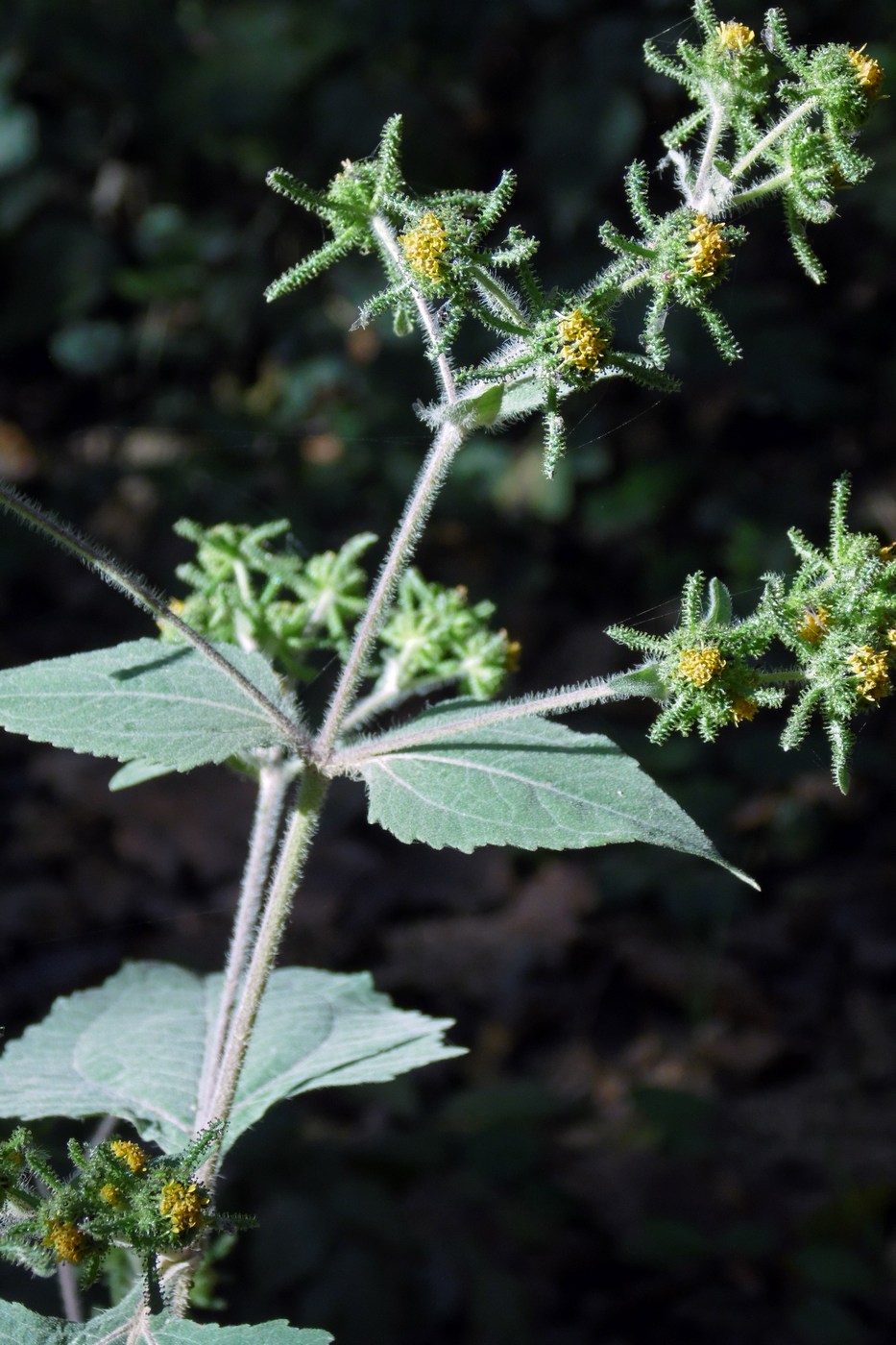 Image of Sigesbeckia orientalis specimen.