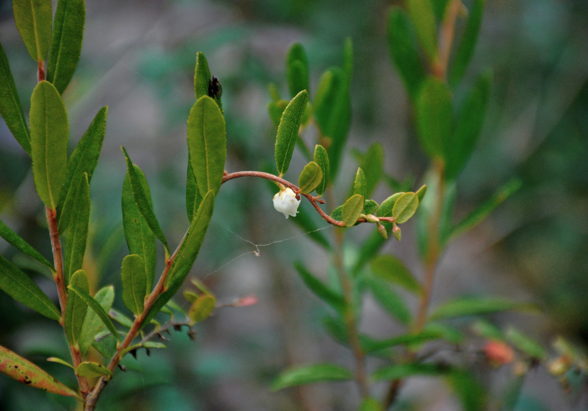 Image of Chamaedaphne calyculata specimen.