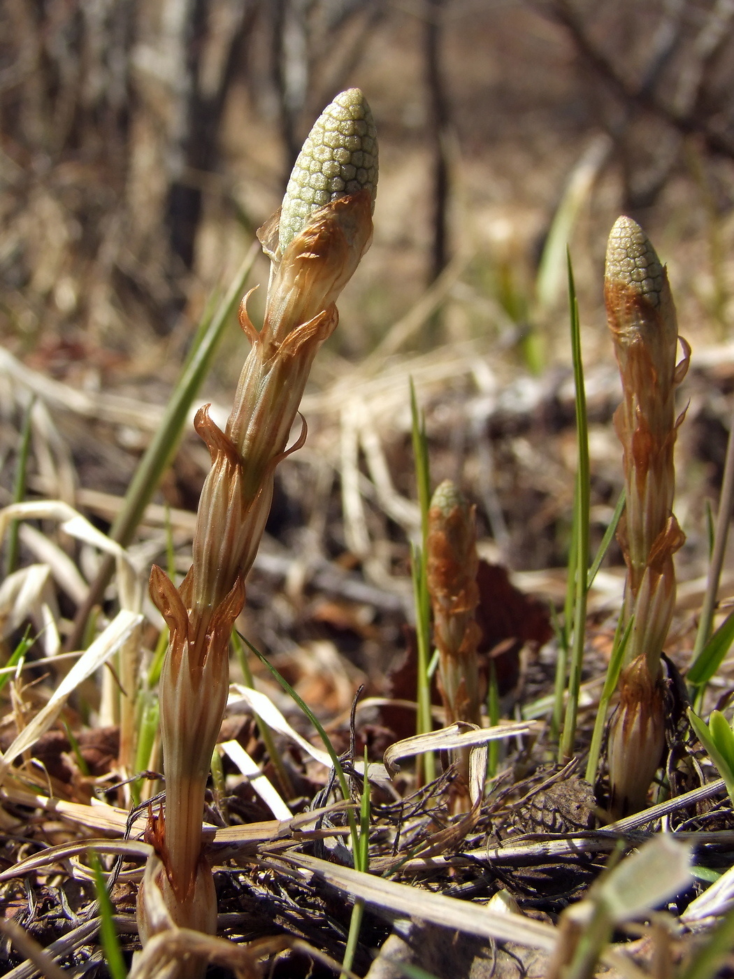 Изображение особи Equisetum sylvaticum.