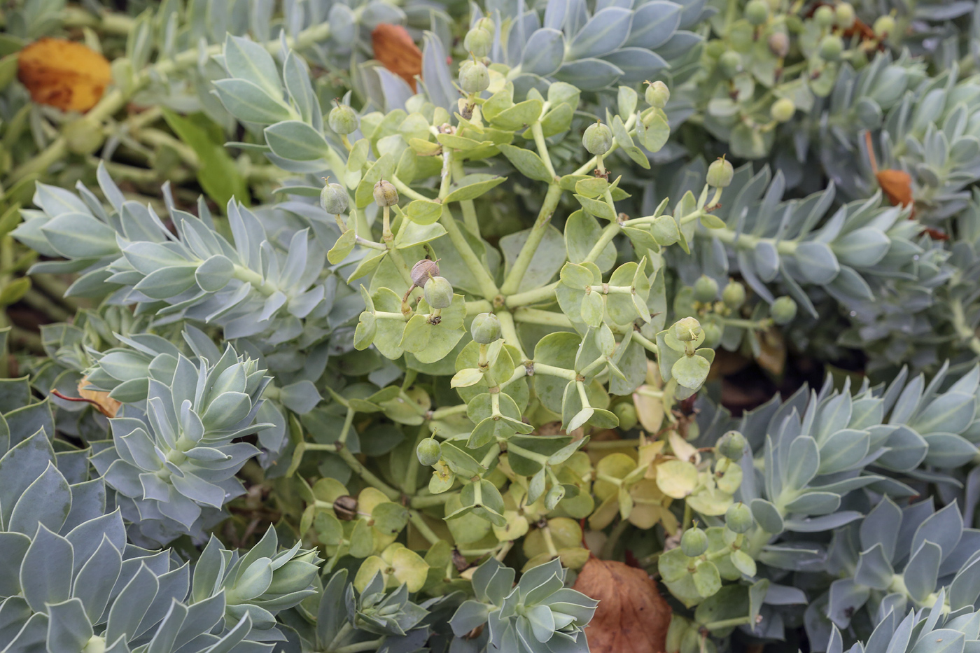 Image of Euphorbia myrsinites specimen.