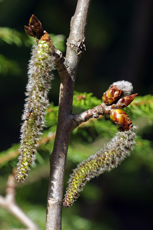 Image of Populus tremula specimen.