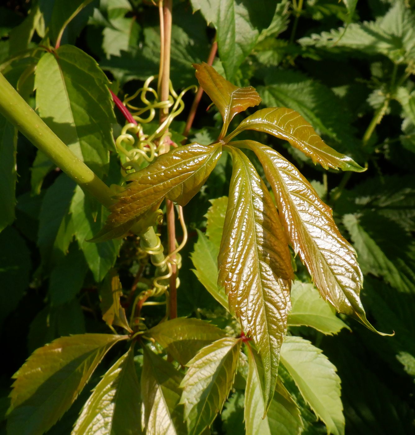 Изображение особи Parthenocissus inserta.