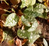 genus Pulmonaria. Вегетирующее растение. Тверская обл., Весьегонск, в культуре. 4 октября 2020 г.