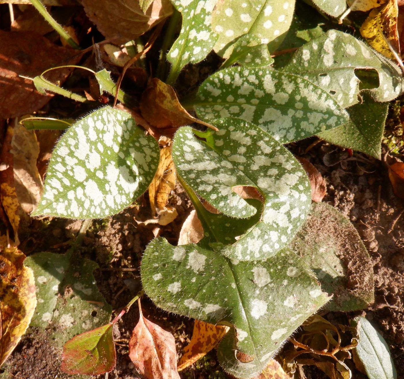 Изображение особи род Pulmonaria.