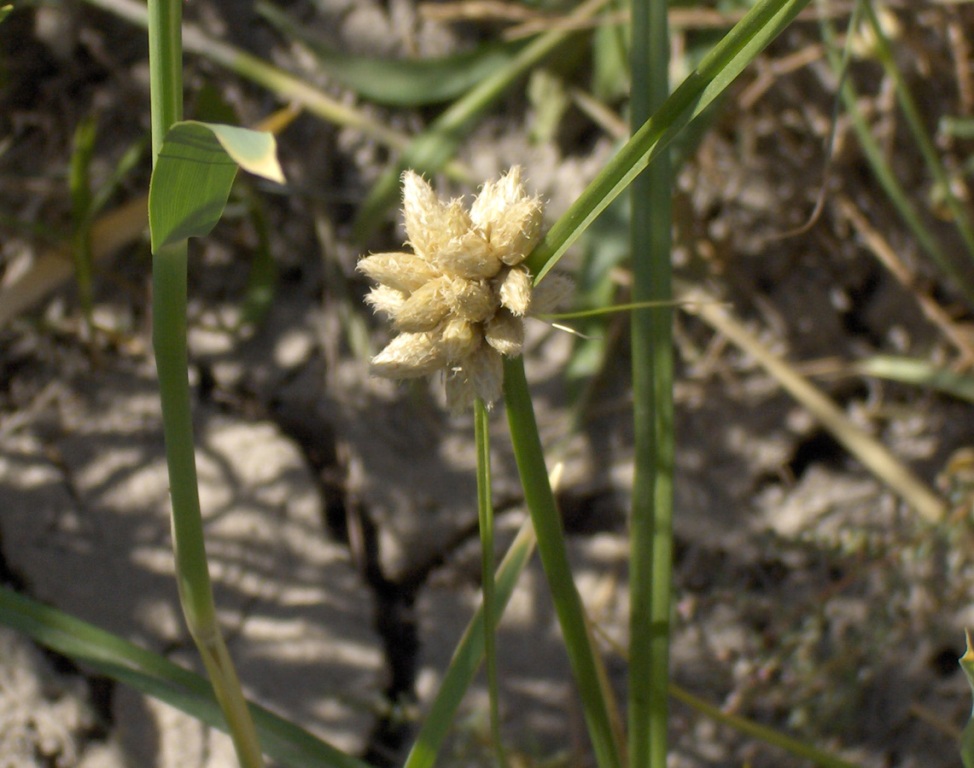 Image of Bolboschoenus popovii specimen.